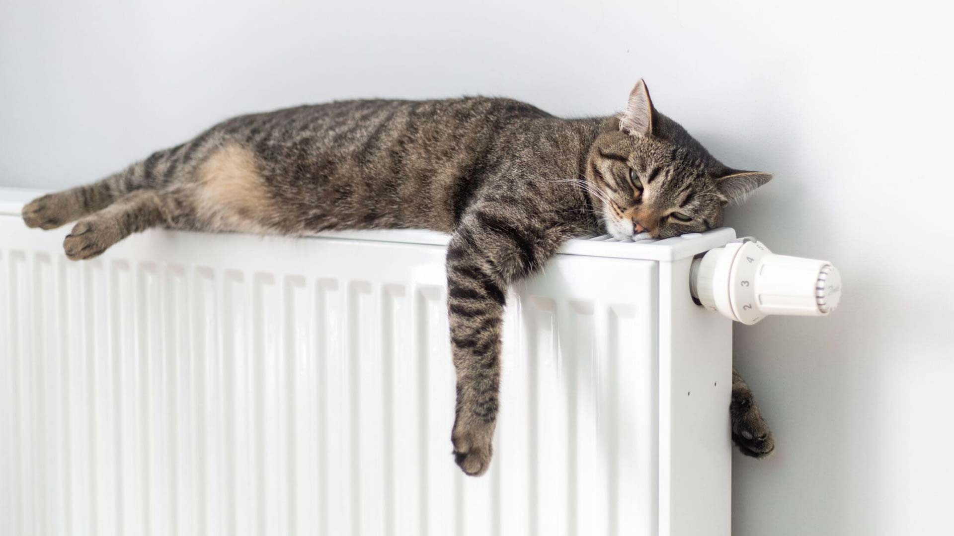 Katze liegt entspannt auf einem warmen Heizkörper – heizen ohne Komfortverlust mit EndoTherm